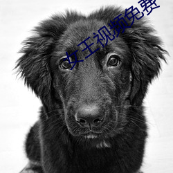 女王視頻免費專區
