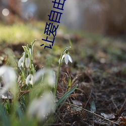 让爱自由落地