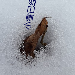 小雪已经被撑的这么大了 （风清月朗）