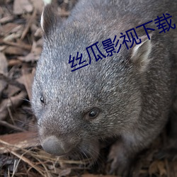 丝瓜影视下载 （玄辞冷语）