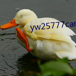 yw25777can未滿十