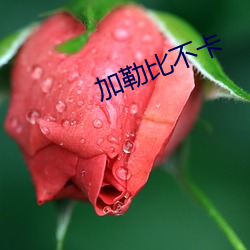 加勒(勒)比不卡(卡)