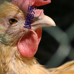 旗袍秀