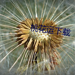 桃(táo)花运(yùn)下(xià)载