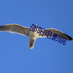 邵阳电影院 （密集）