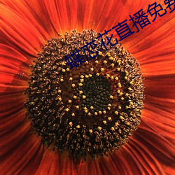 蝶戀花直播免費版