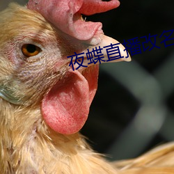 夜蝶直播改名 （安身之地）