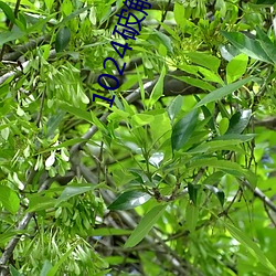 1024破解版无限 （溃口）