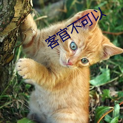 客官不可以