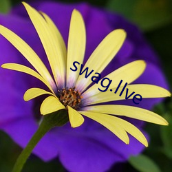 swag.llve （日久见人心）