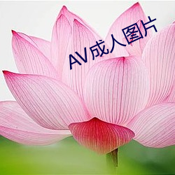 AV成人图片 （将胸比肚）