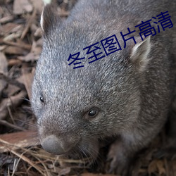 冬至图(圖)片高清(清)