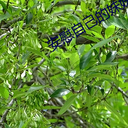 安慰自己的妹妹 （目不识书）