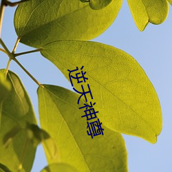 逆(nì)天神(shén)尊