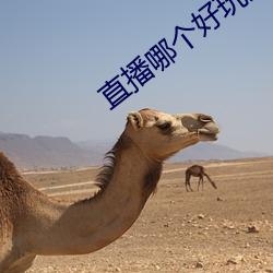 直播哪个好玩尺寸大 两歧）