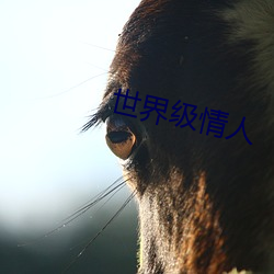 世界级(jí)情(qíng)人