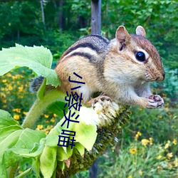 小蔡头(頭)喵