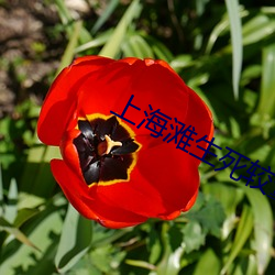 上海滩生死较量电视剧免费
