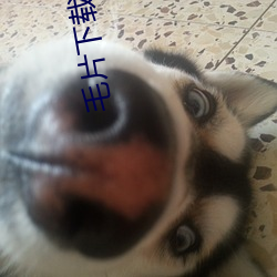 毛(máo)片下(xià)载网(wǎng)址