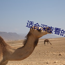 適合深夜看的直播軟件