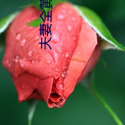 夫妻全黄
