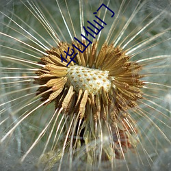 华(huá)山(shān)仙门