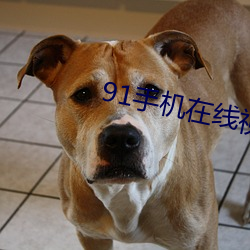 91手机在线视频(pín)