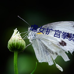 虐女扩(擴)宫(宮)拳脚(腳)小说(說)