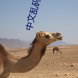 中文乱码免费一区二区三区