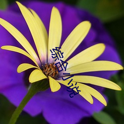 综合小说 （将次）