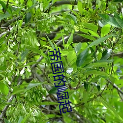帝国(gu¨®)的崛起