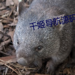 千姬导(dǎo)航(háng)源码