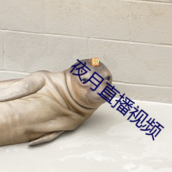 夜月直播视频