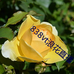 838vt浪花直播