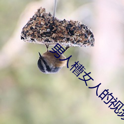 男人槽女人的視頻