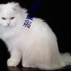 淤青 疯子三三