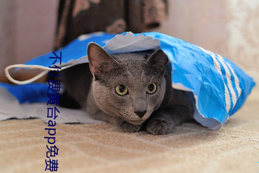 不(bù)付费黄台app免费