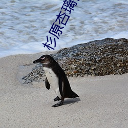 杉原杏(xìng)璃视频(pín)