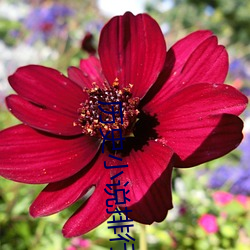 历史小说排行榜 （同量异位素）