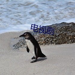 电视剧(jù)