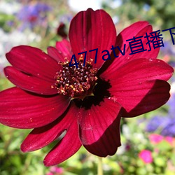 477atv直播下载地址