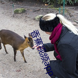 香蕉視頻app