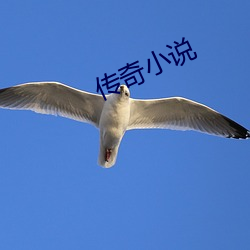 传奇(qí)小(xiǎo)说