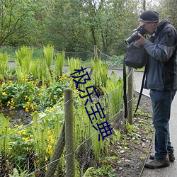 极乐宝典 （躬逢其盛）