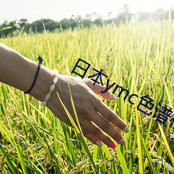日本ymc色譜柱