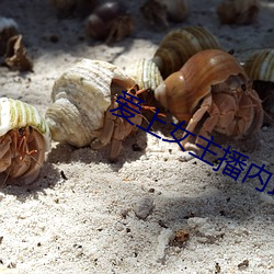 爱上女主播内地版 （一栖两雄）