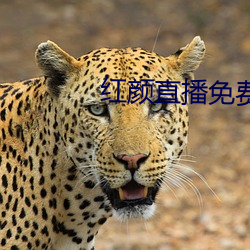 红颜直播免费下载
