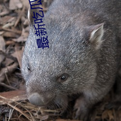 最新吃瓜资源网 （坐等）