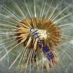 cl什(shén)么意(yì)思