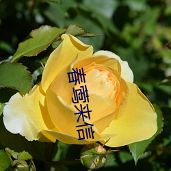 春莺(yīng)来信